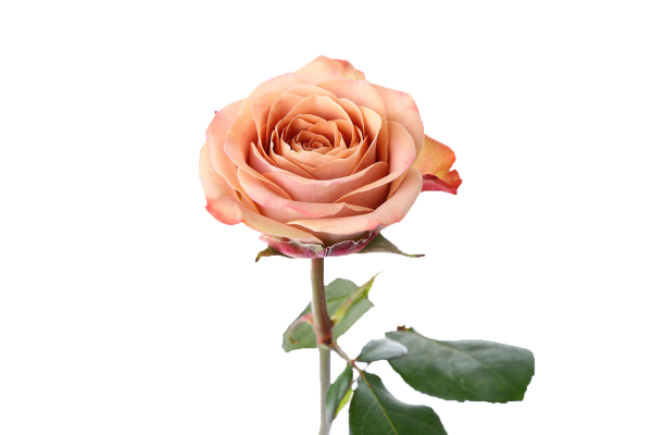 Роза Капучино 